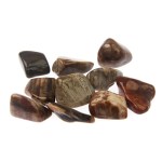 Stone of the Season - Petrified Wood