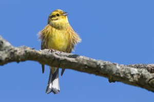 Ostara/Spring Equinox